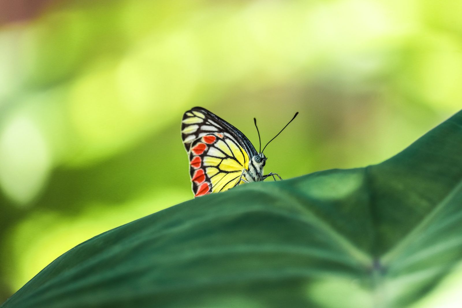 A yellow and red butterfly resting on a green leaf