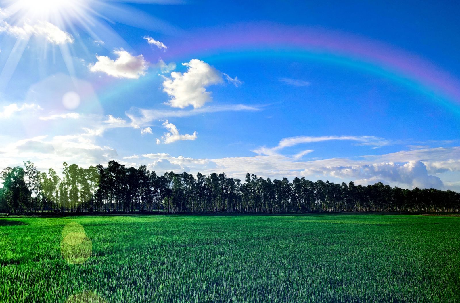 Green rice field and a line of trees under a blue sky with a rainbow
